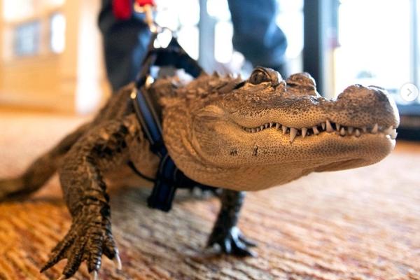 Exotic Pets Allowed in Pennsylvania image