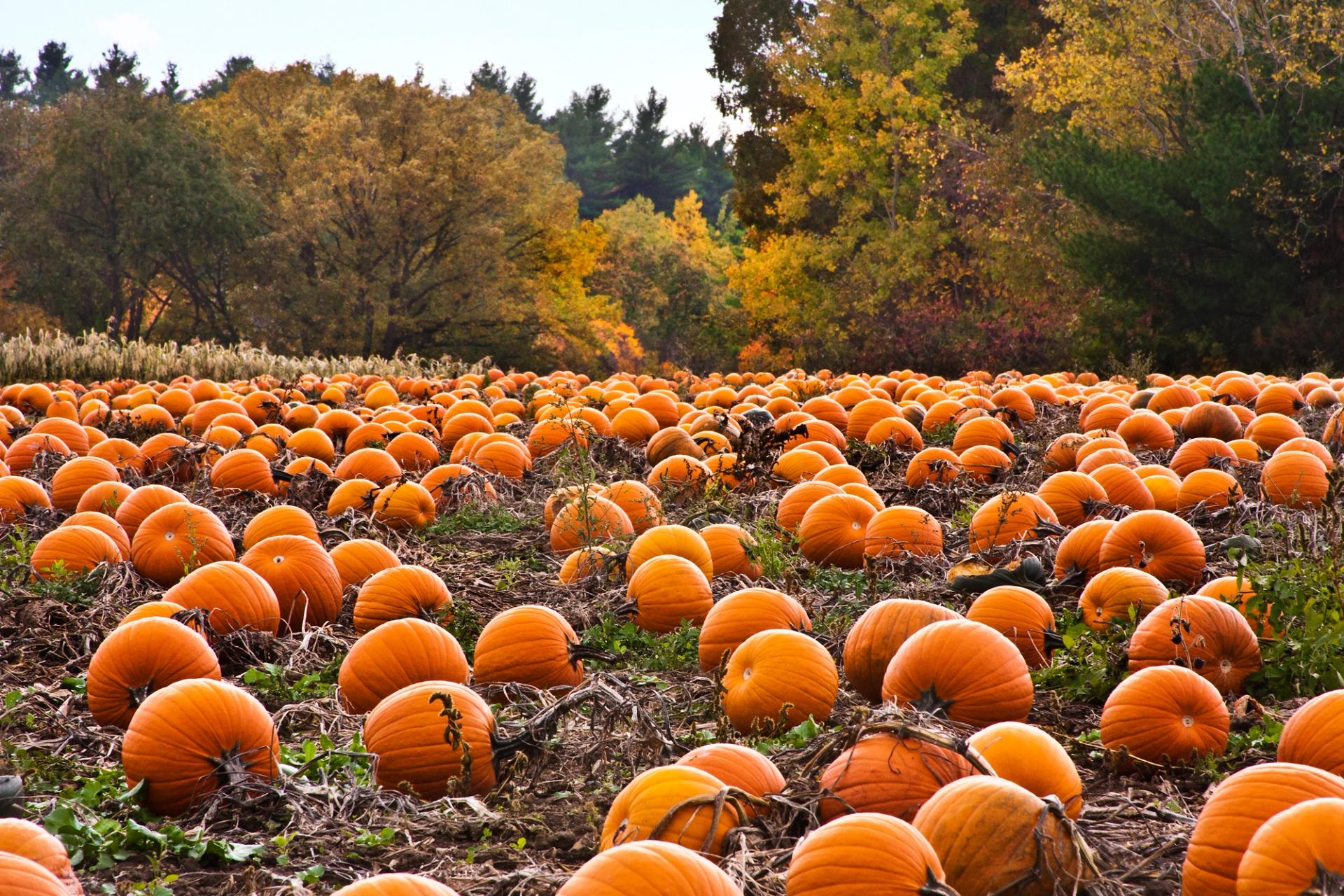A field of pumpkins.