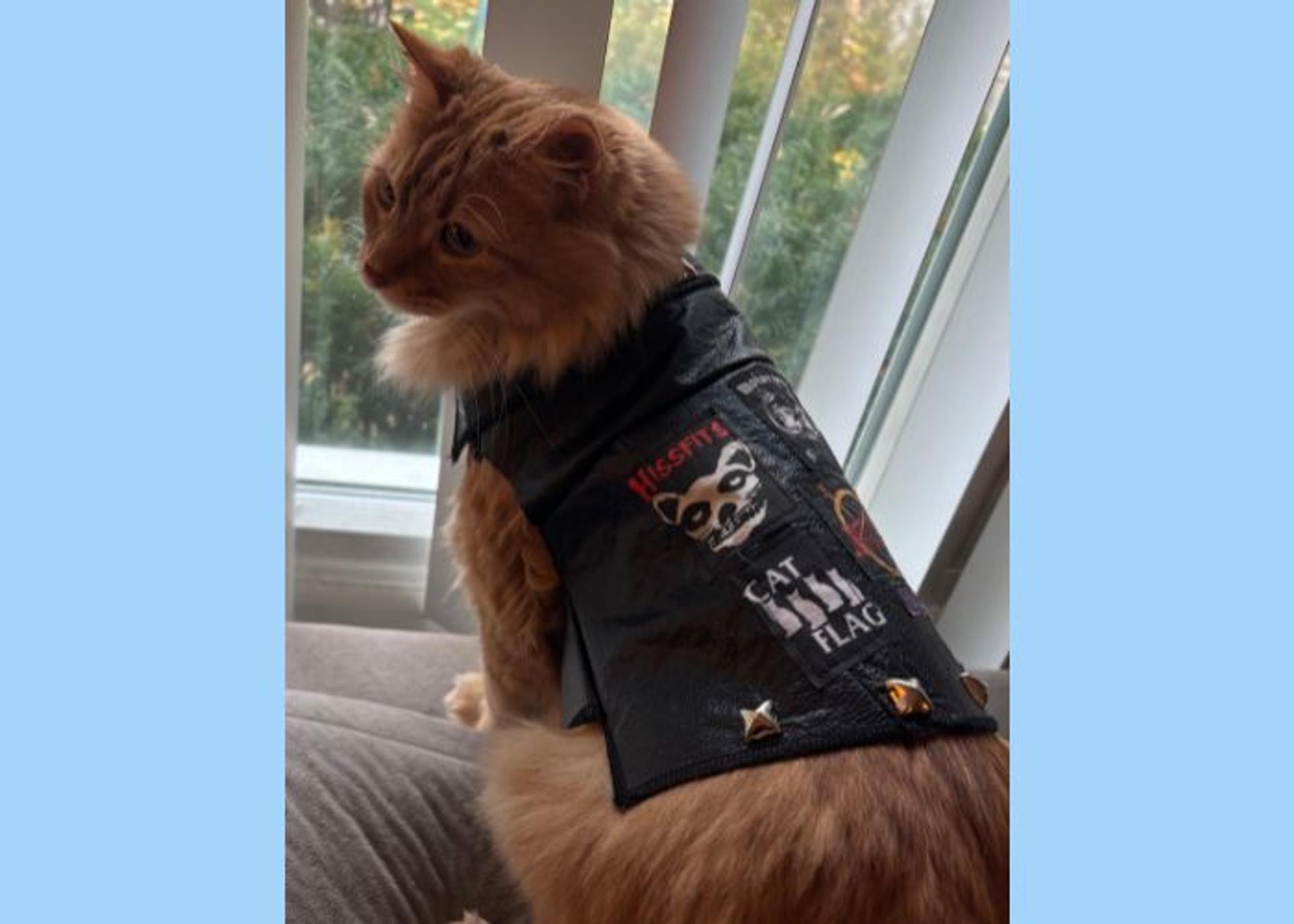 An orange cat stands in front of a window, it is where a jacket with punk rock patches on it.