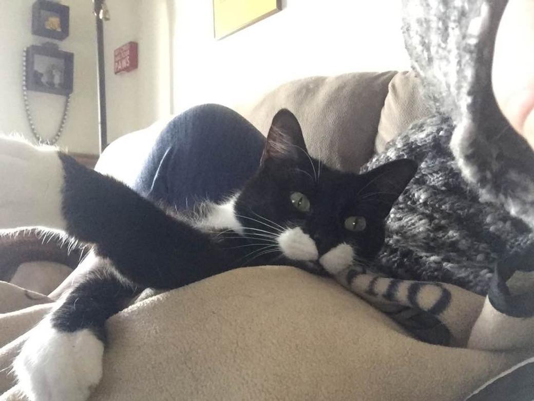 Tuxedo cat lays on couch with arms crossed