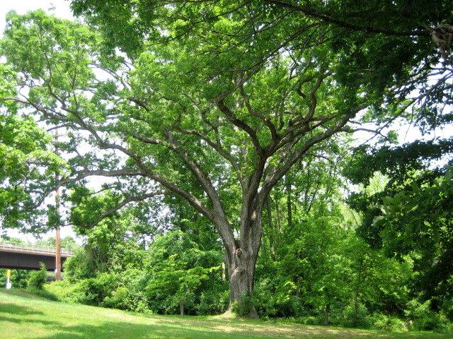 A photo of the now defunct 300-year-old Linden Oak tree, taken in 2007.