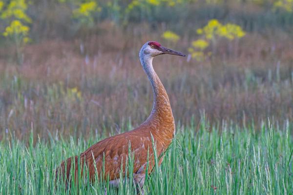 Birds to Watch in Northern Utah During Fall Migration image