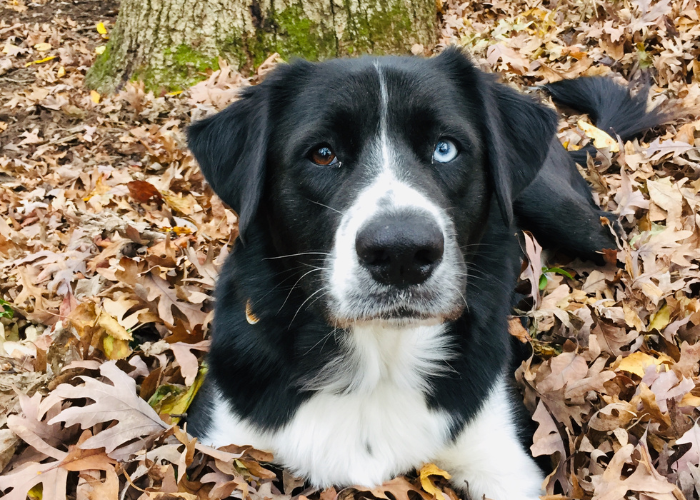 A black and white dog with one brown eye and one blue eye sitting in leaves.