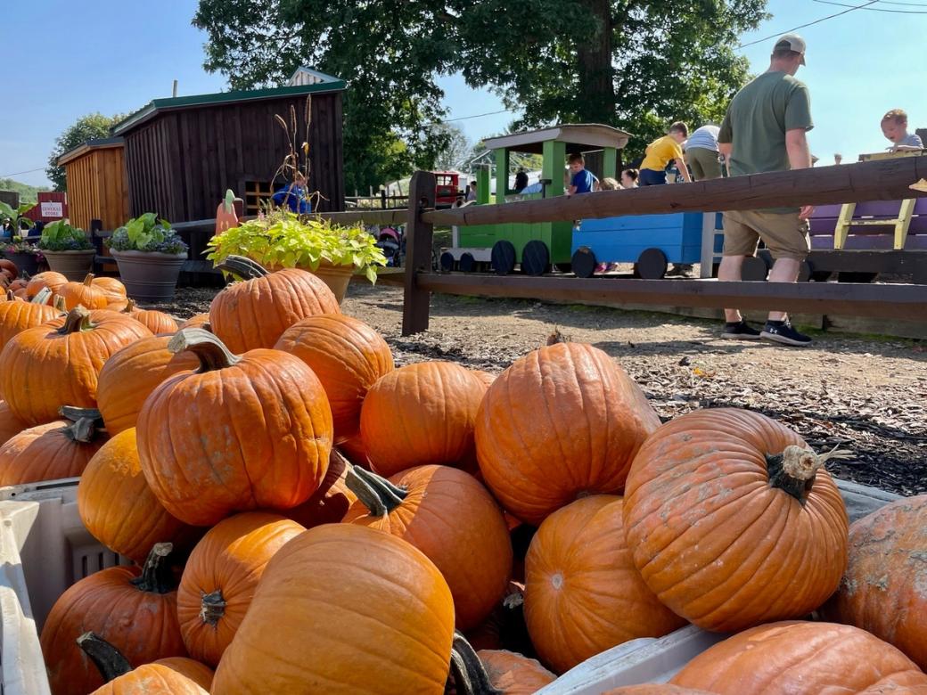  Big boxes of pumpkins sit outside a gate next to a playground full of kids on a sunny day.