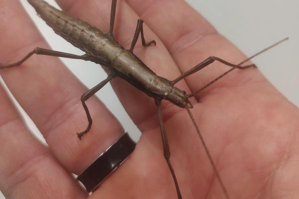 Walking Sticks Are Experts At Hiding From Predators  image