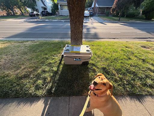 A dog sitting on the sidewalk next to a chained up cooler.