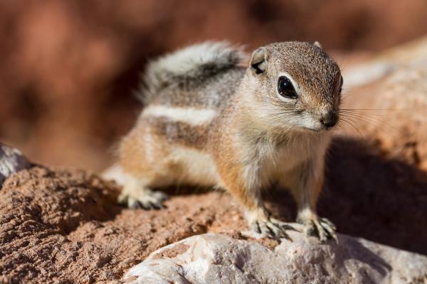 The Cuteness Overload of the White-Tailed Antelope Ground Squirrel image