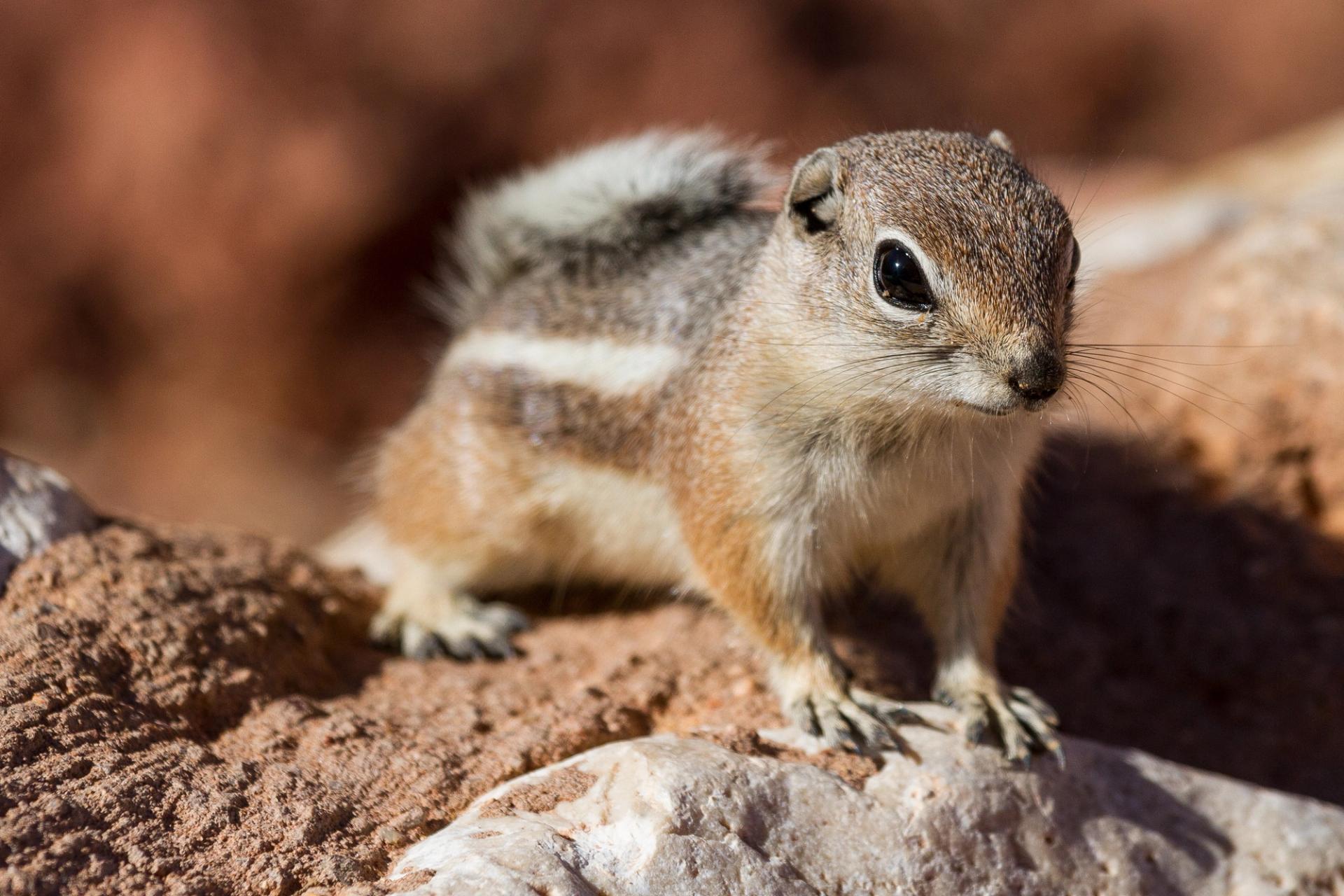A white-tailed antelope ground squirrel climbs on rocks in Valley of Fire State Park.