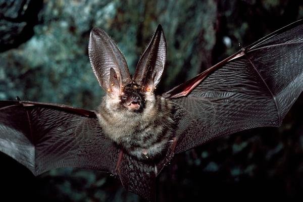 How Bats Help the Environment image