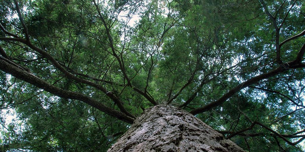 a tree trunk and branches