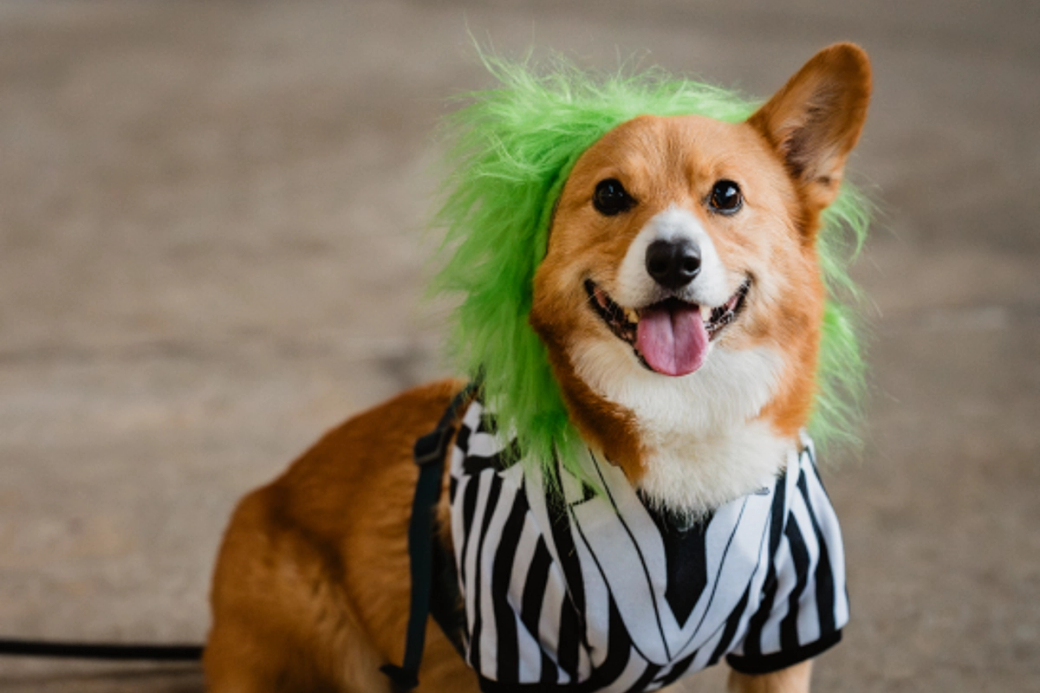 A small orange dog with a green wig and black and white jacket.