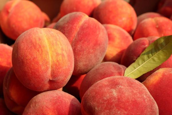 Where to Go Palisade Peach-Pickin' in Denver image