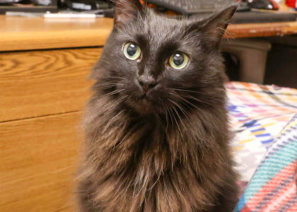 A long-haired brown cat.