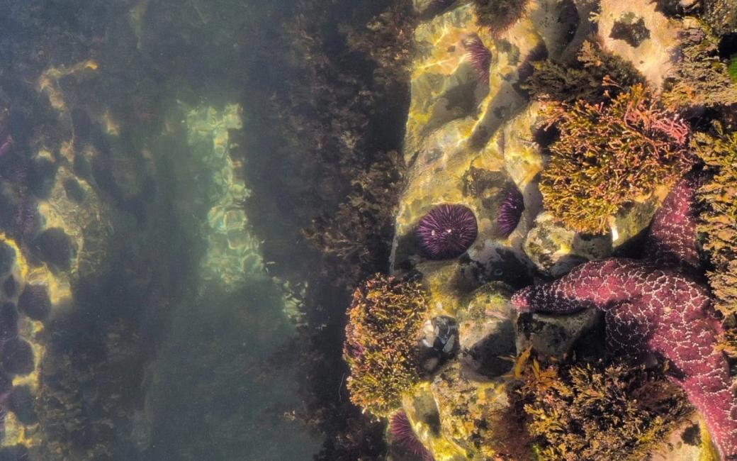 An ocean tidepool with sea vegetation, many purple sea urchins, and a dark pink sea star.  