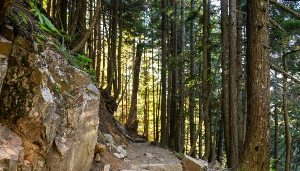 Tall pine trees line the edges of a rocky forest foot path with light shining through the trees in the distance.