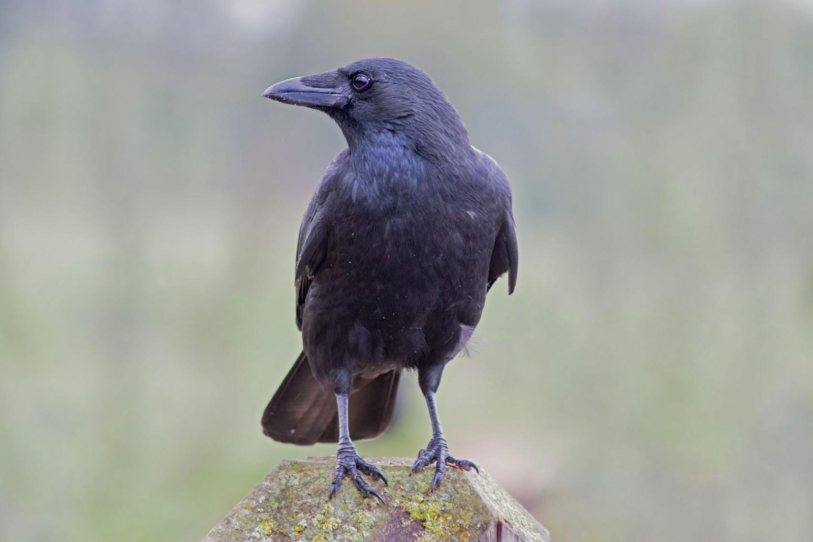 A black crow perched on a rock