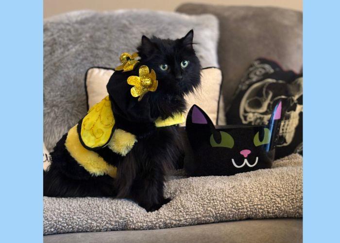 A furry black cat is in a bumblebee costume on a couch. Next to the cat is a black bowl that is shaped like a black cat.