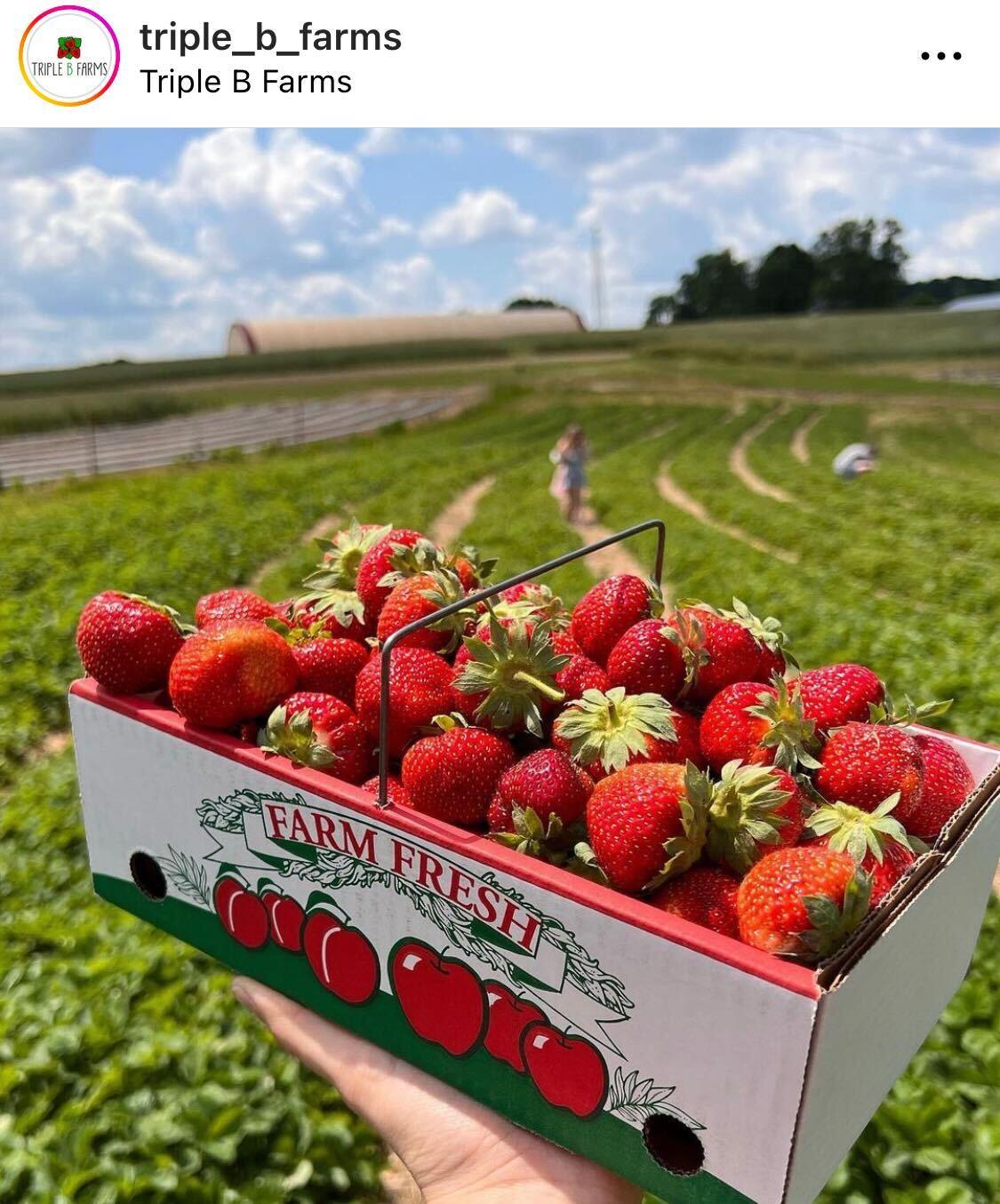 Strawberry fields at Triple B Farms