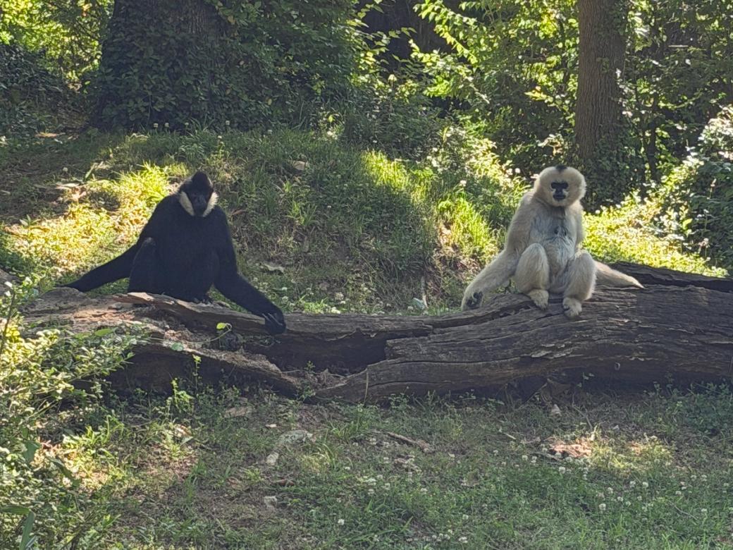 Two gibbons, one black and one white, perched on a fallen tree, with arms spread out, looking at the camera.