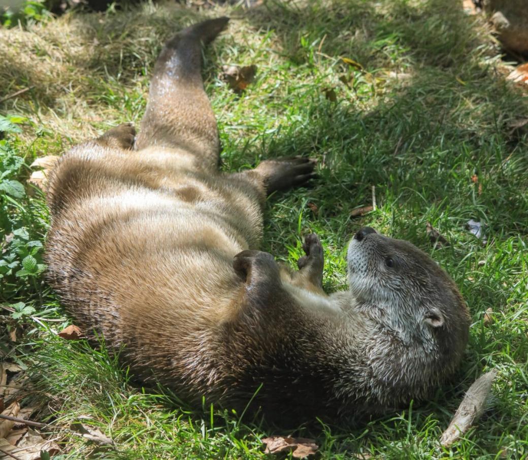 An otter playing on green grass
