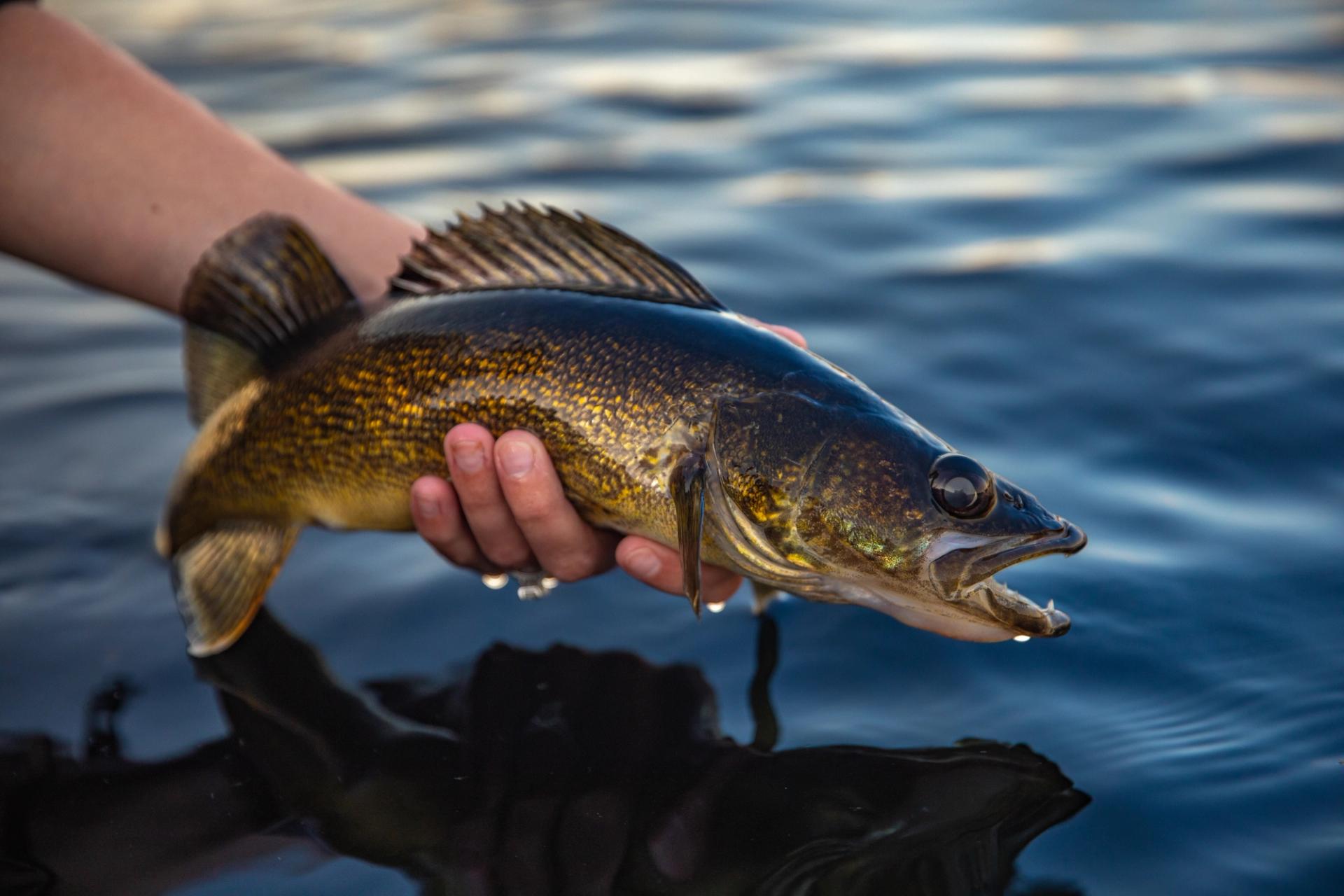 walleye