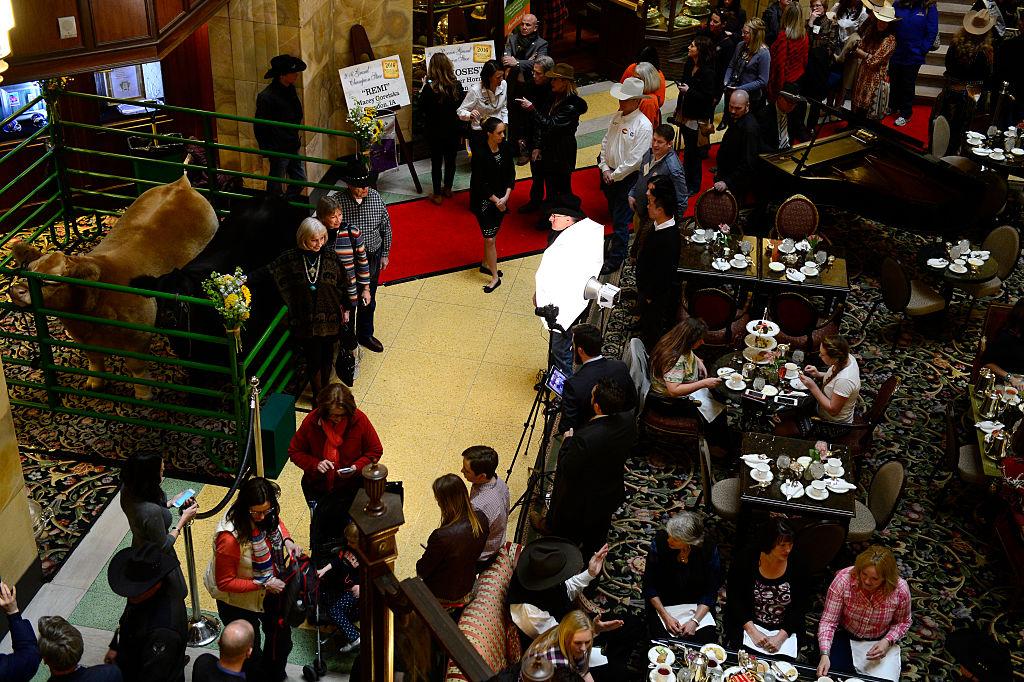 The 2016 National Western Stock Show grand champion steer poses for photos at afternoon tea in the Brown Palace.