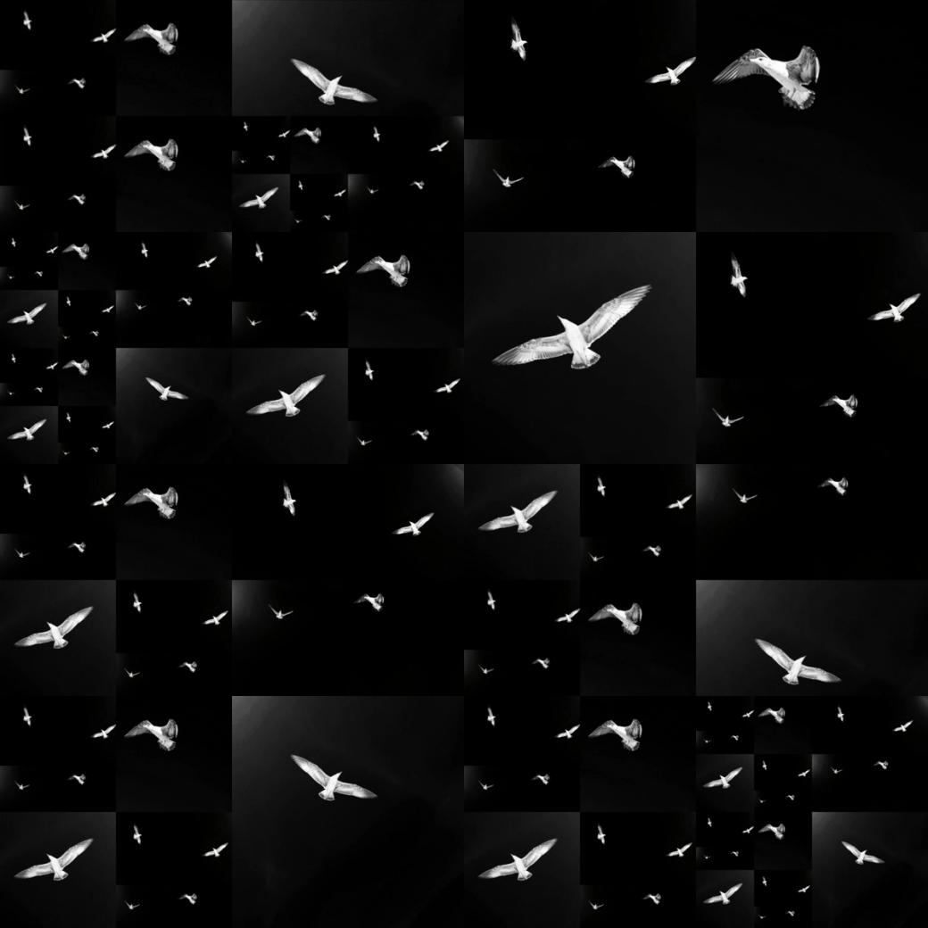 Photo of lots of birds.