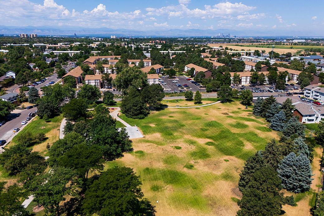 Lawns in a suburban neighborhood with trees surrounding patches of green and brown grass stricken by drought