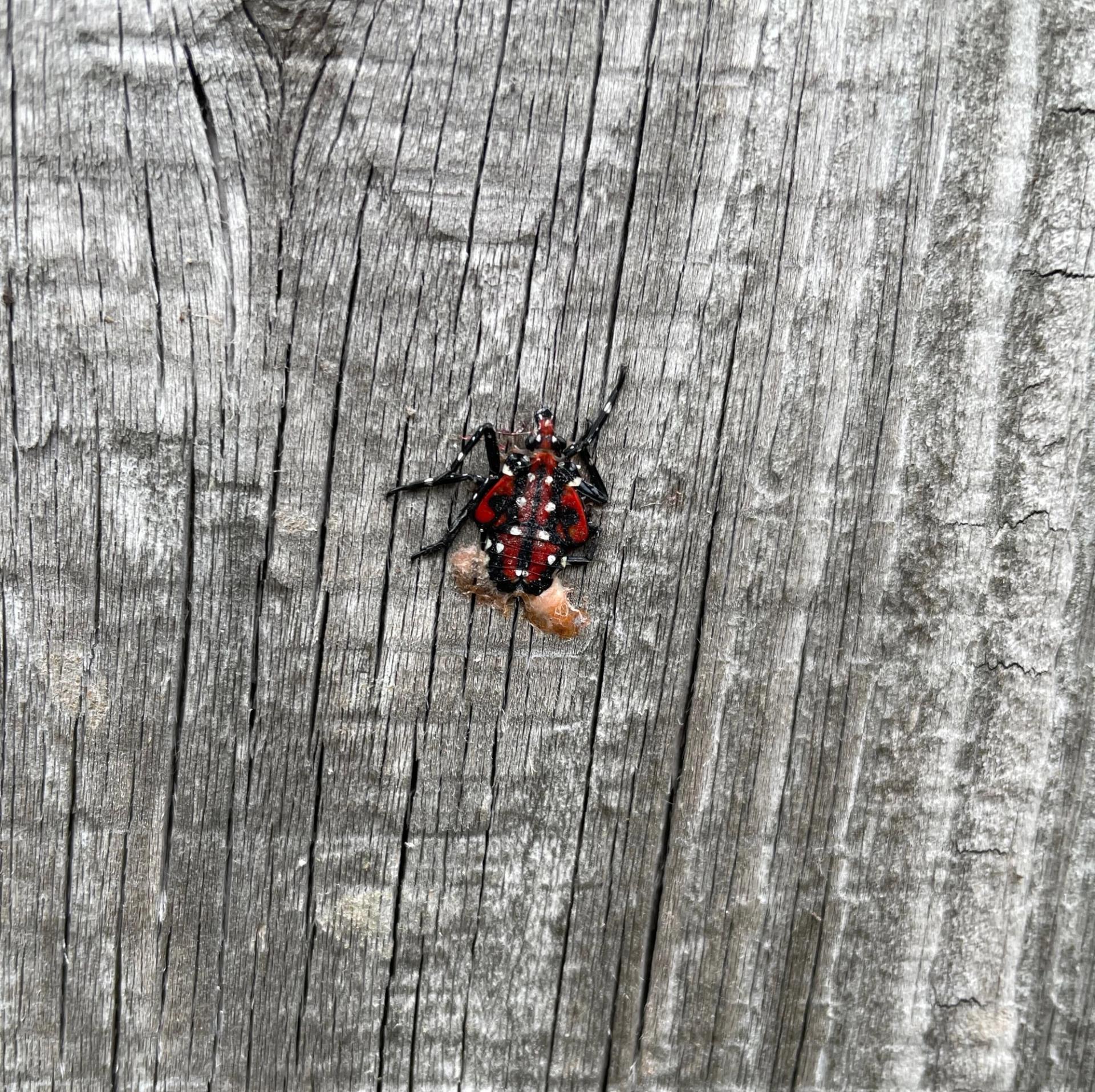 A squashed spotted lanternfly