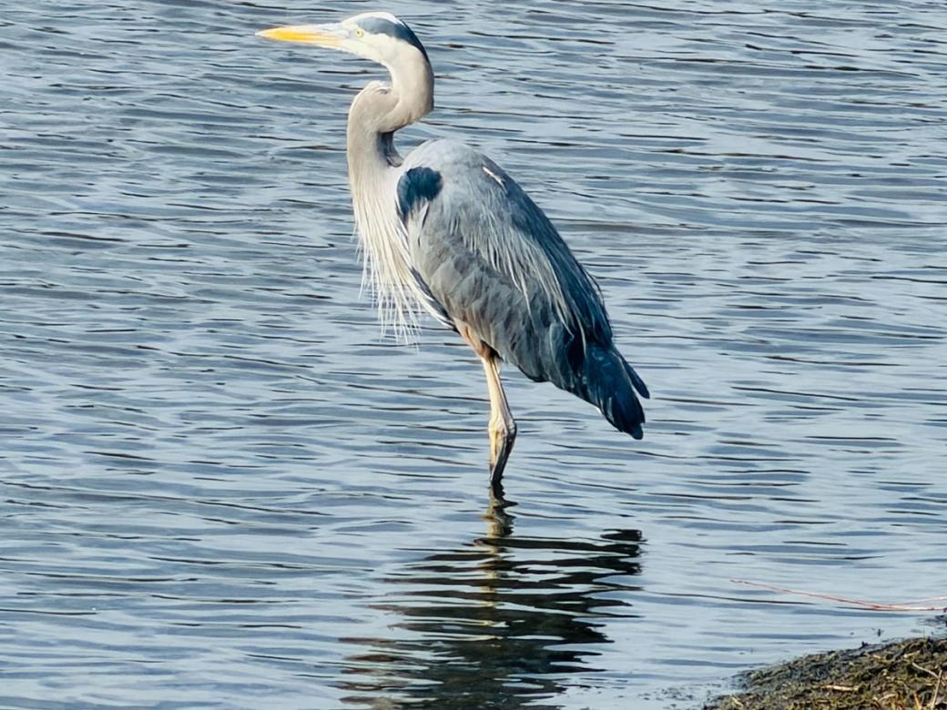 Blue heron stands in water near shoreline