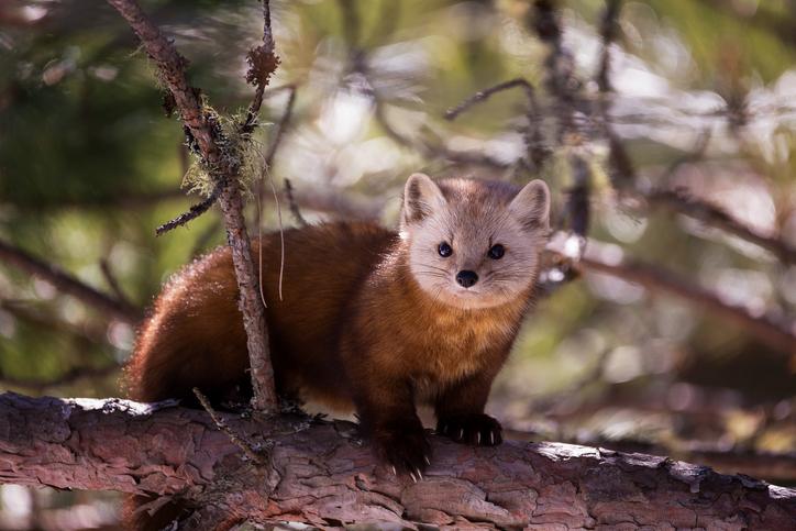 An American pine marten. (Saptashaw Chakraborty / Getty)