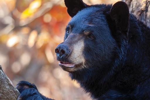 A black bear hanging out in a tree.