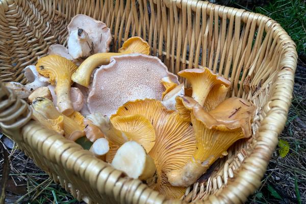 Forage in the Wild for These 3 Oregon Mushrooms image