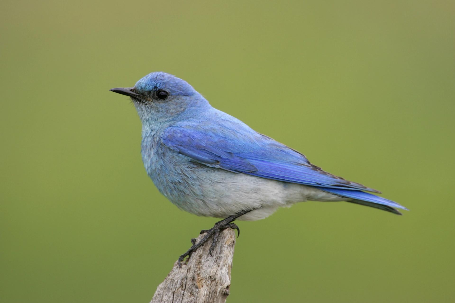 Photo of a mountain bluebird
