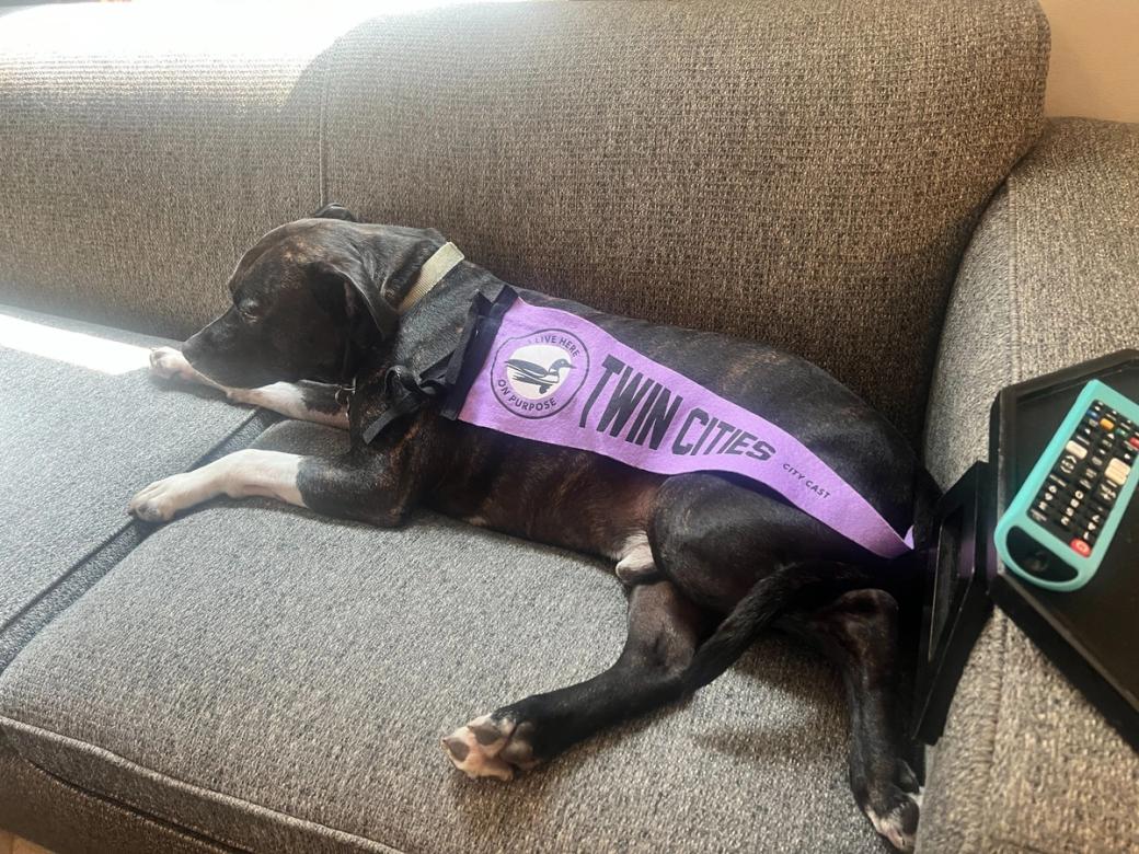 Dog lying on couch with purple pennant laying on top of the dog