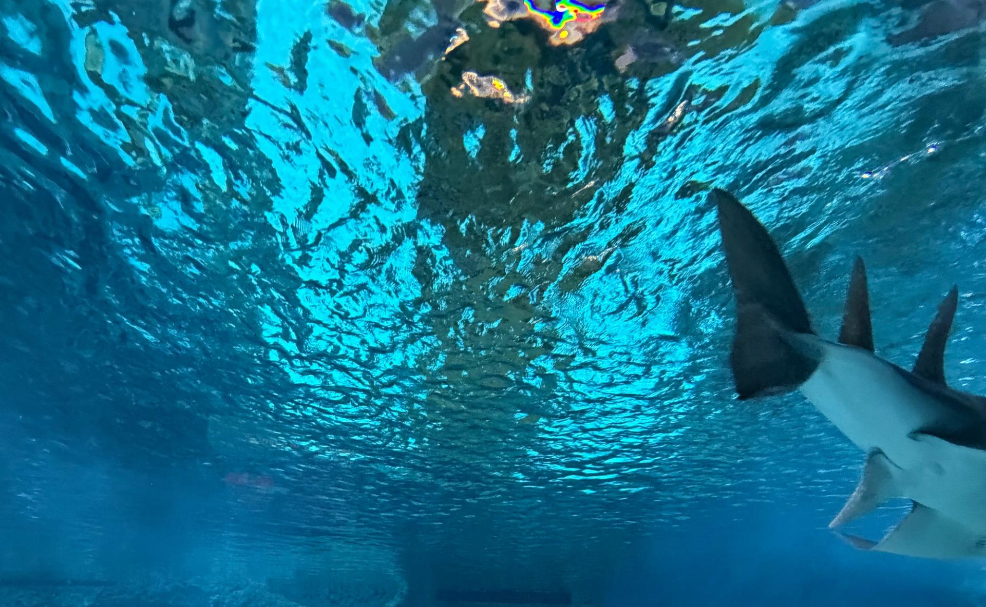 Fish swimming at the Seattle Aquarium