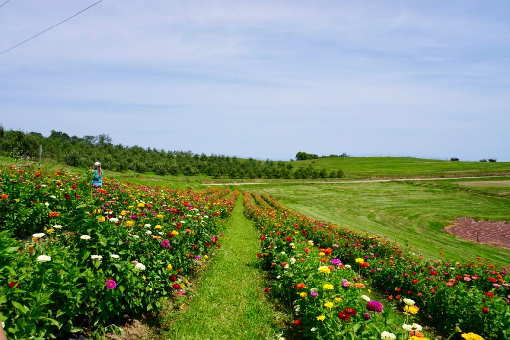 flower field of zinnias