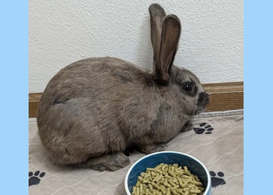 A large brown rabbit nestles near a bowl of rabbit food.