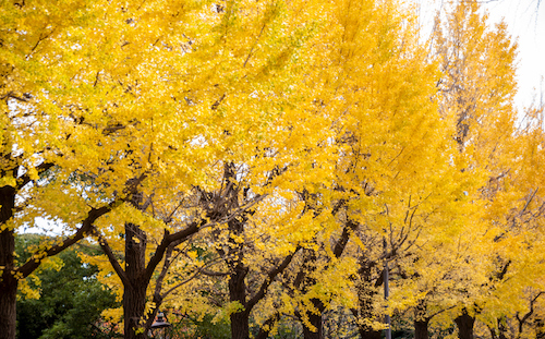 The golden yellow leaves of the infamous ginkgo biloba tree. (Maple's Photographs/Getty Images)