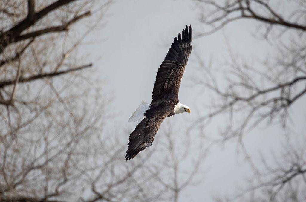A bald eagle soars in Rock Island in 2021