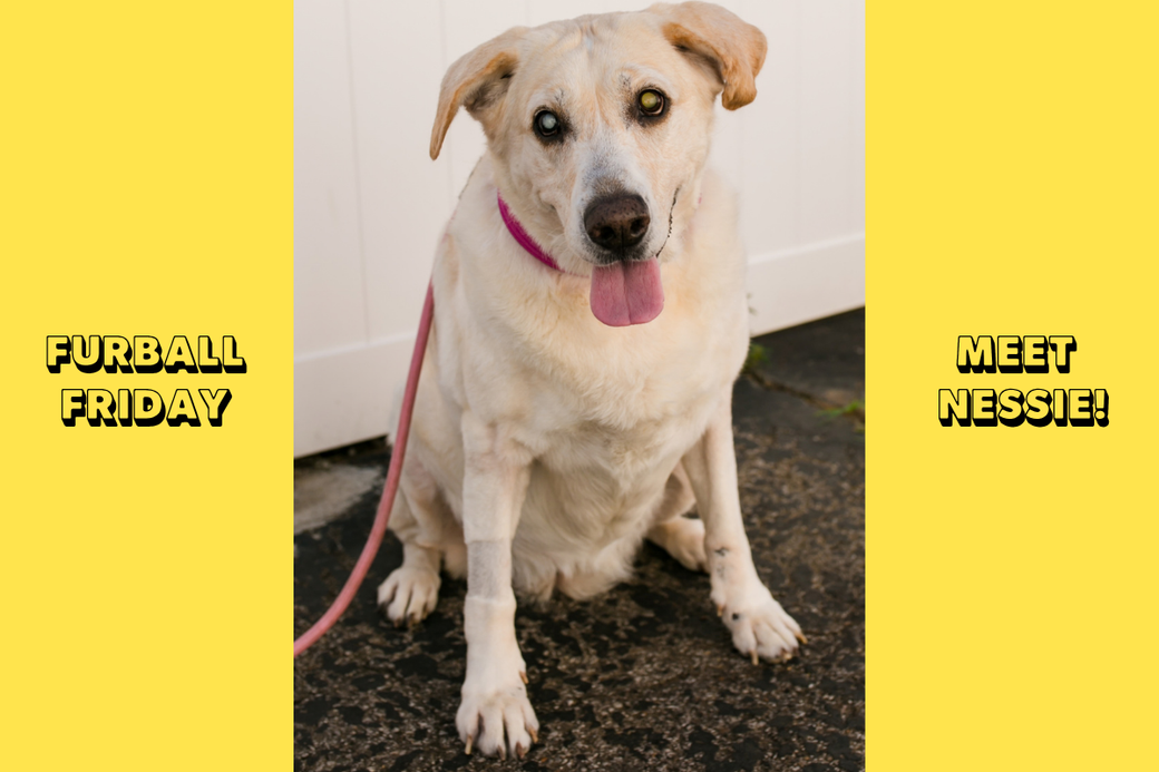 A yellow lab with a red leash sits outside in front of a white background, smiling at the camera. Her eyes have a green sheen. Text reads "Furball Friday" and "Meet Nessie" on a yellow background.