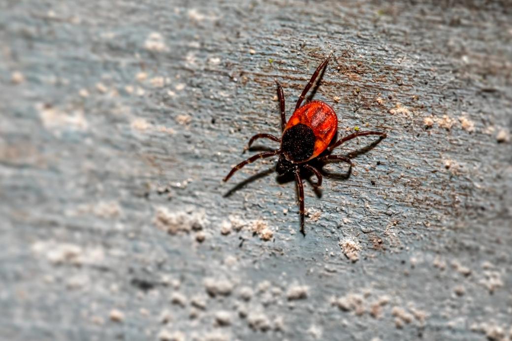 Red tick on a brown stone.