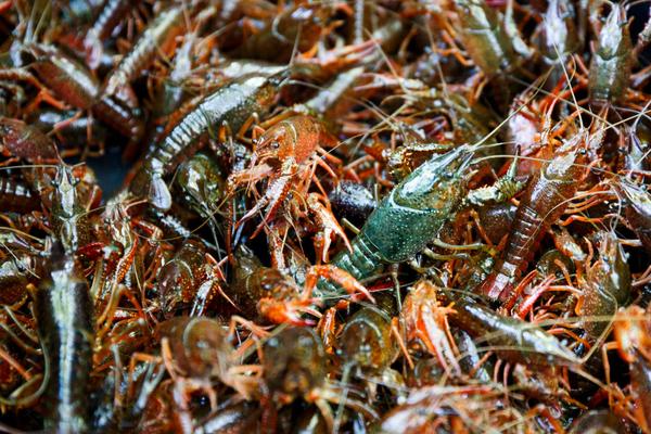 Will Red Swamp Crayfish Hurt Chicago River? image