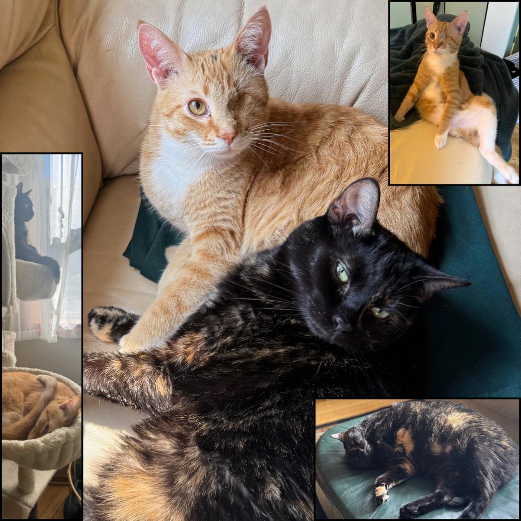 An orange cat with one eye and a missing back leg cuddles up with a Tortoiseshell cat in a lovely collage.