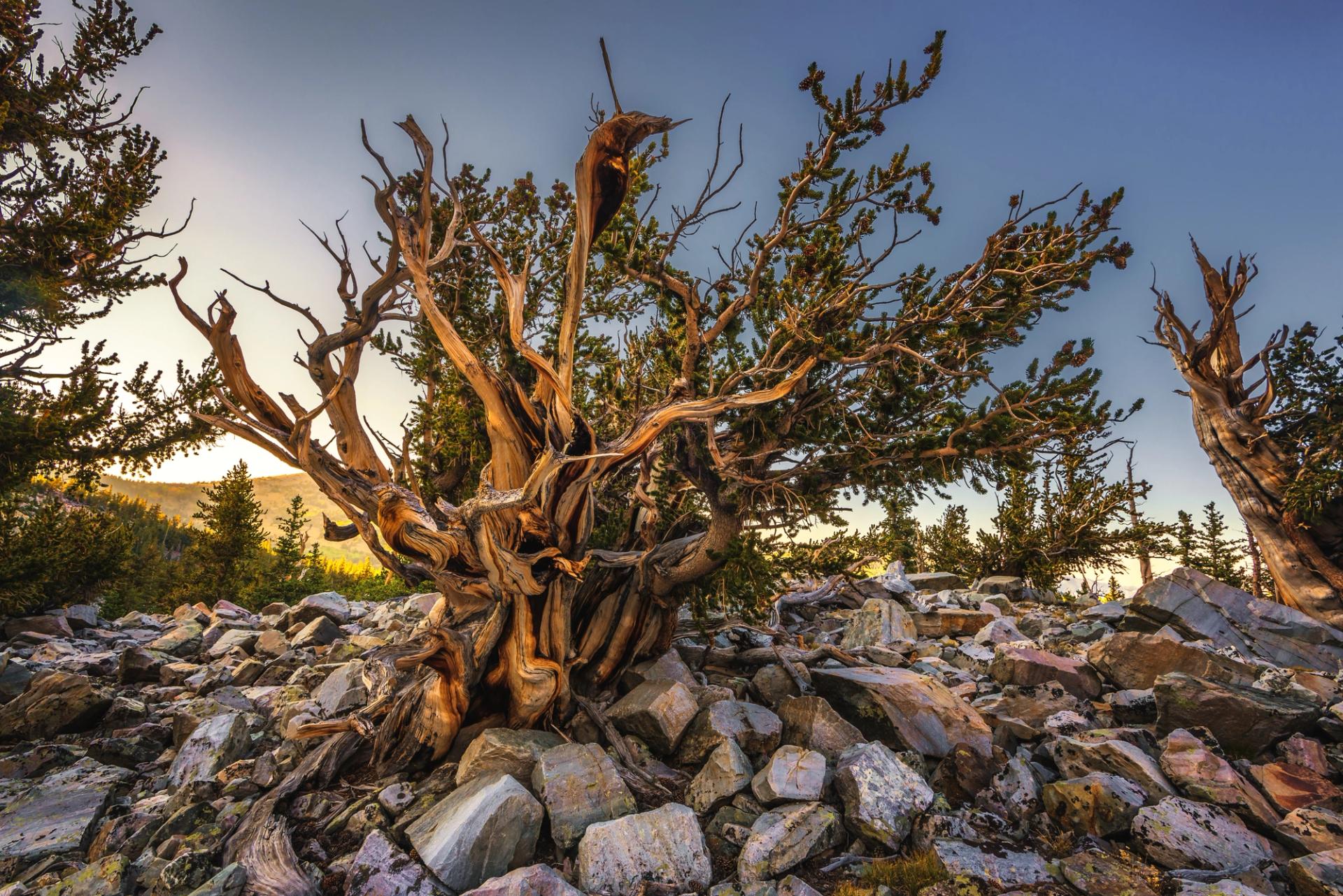 A Bristlecone Pine tree in Great Basin National Park.
