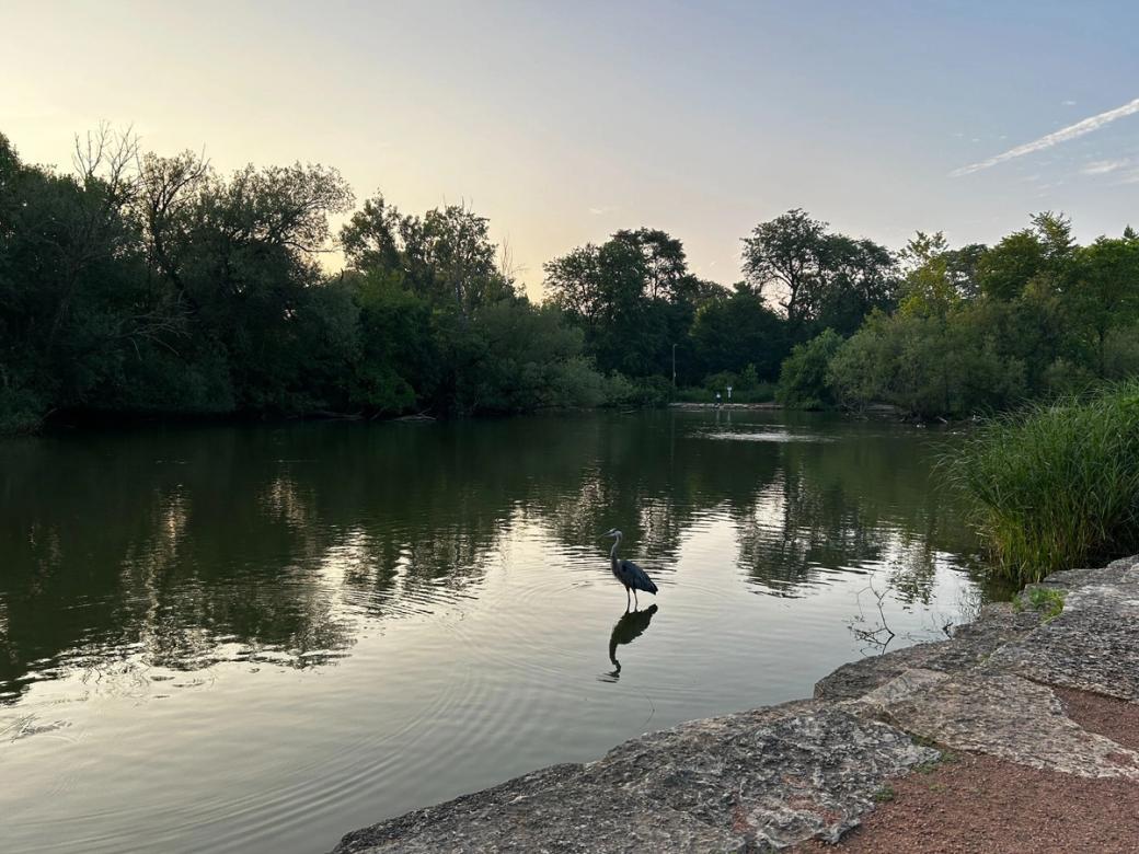 A Heron standing in a pond. There are trees surrounding the pond. It looks to be sunset outside