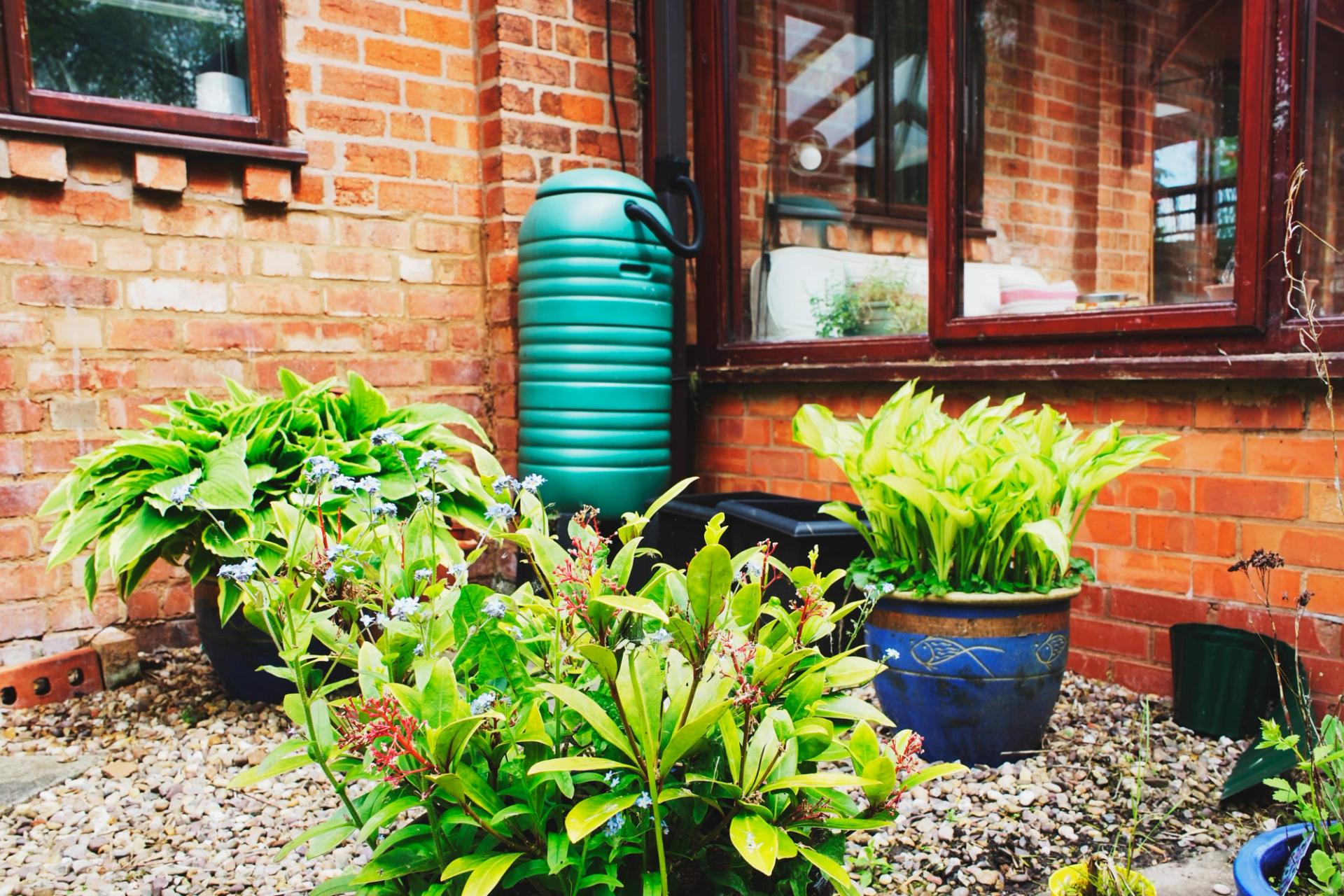 A water butt in a back garden with plants and a conservatory