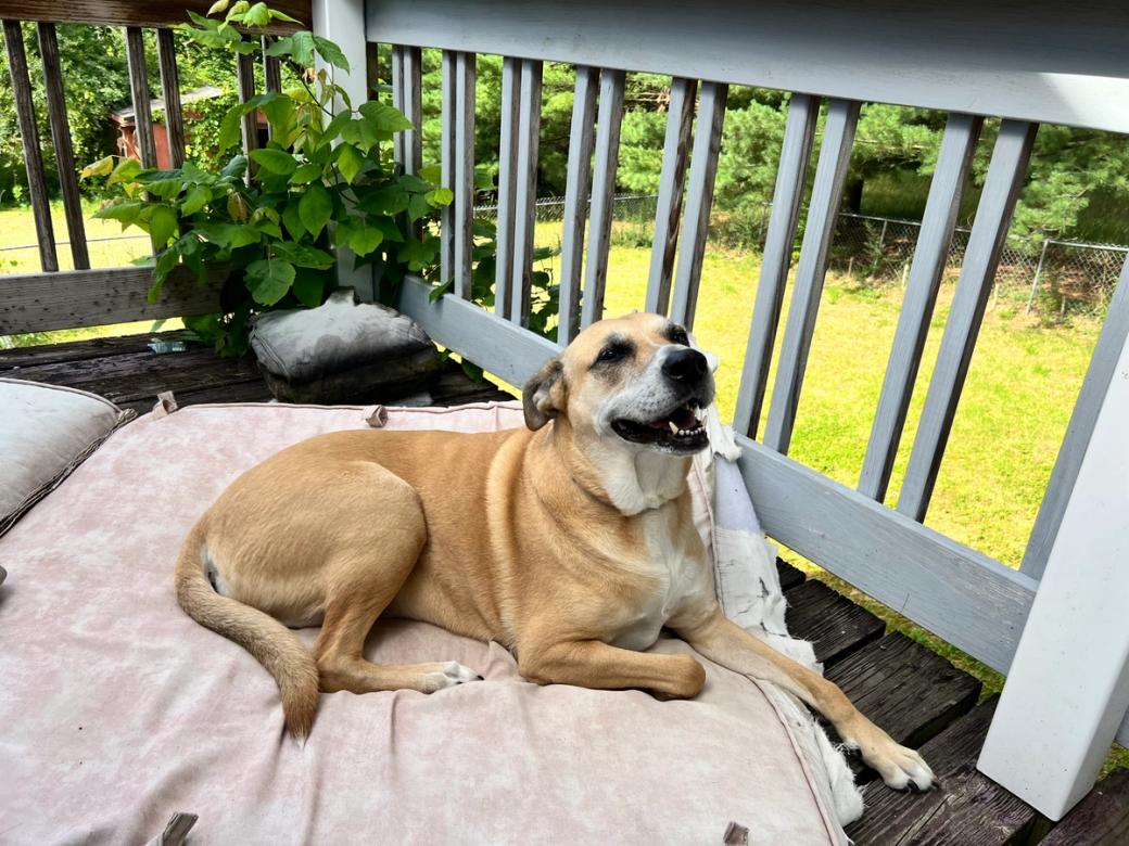 A dog sitting outside.
