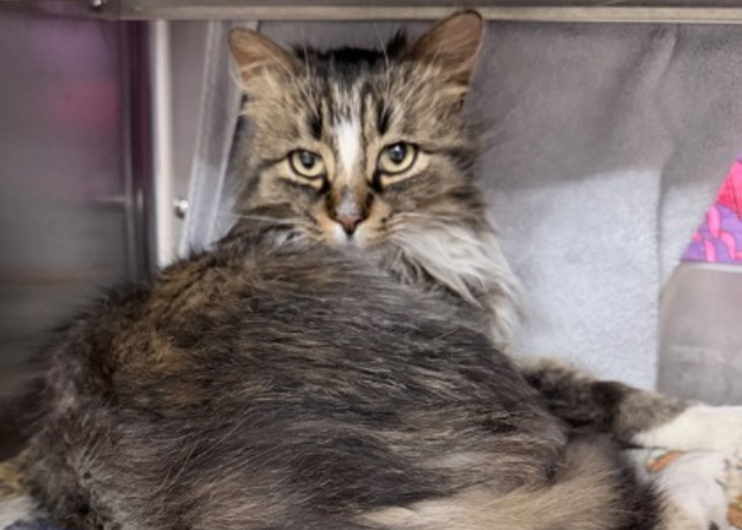 A gray cat leaning against a wall.