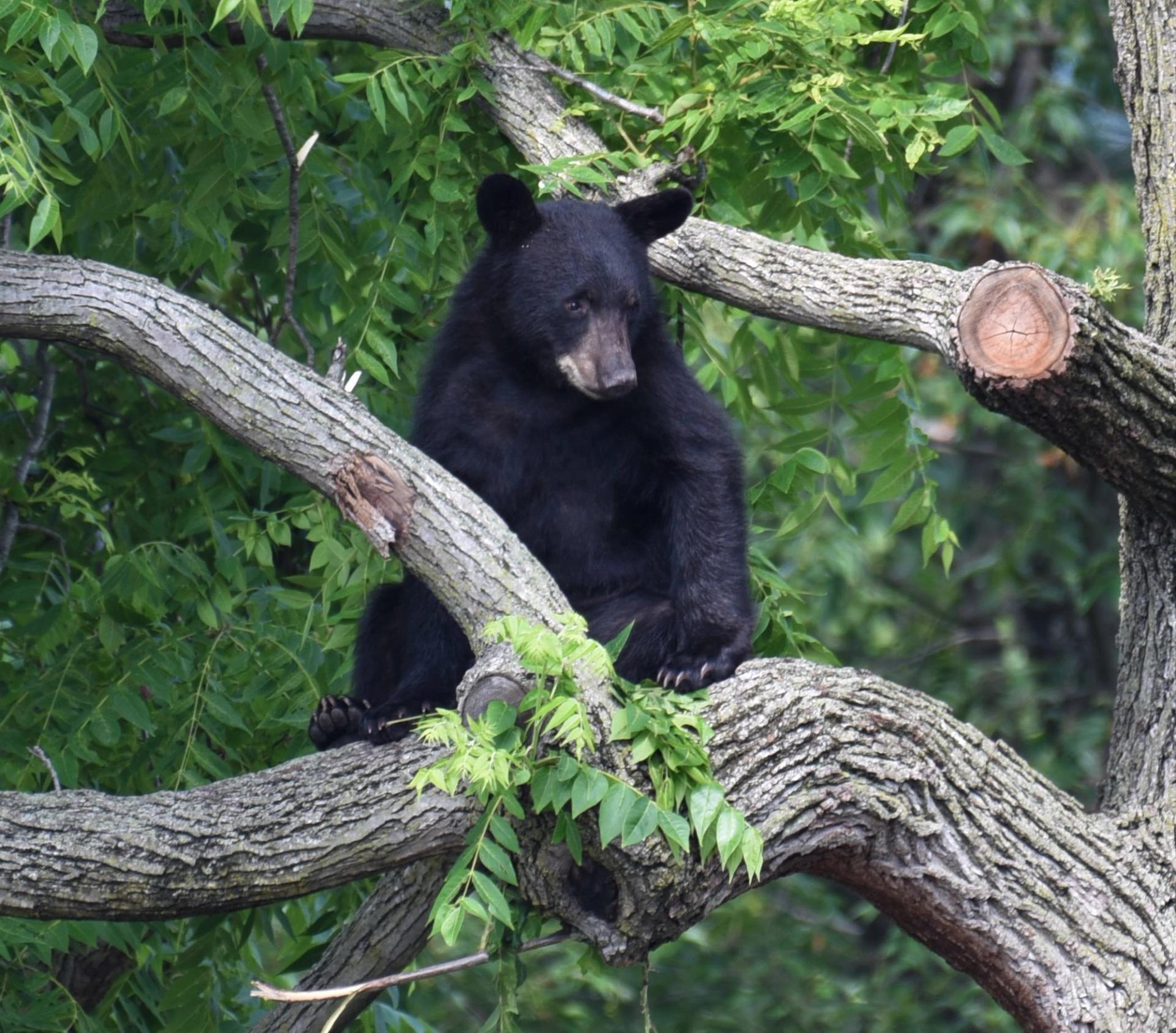 Franklin sitting in a tree in Brookland.